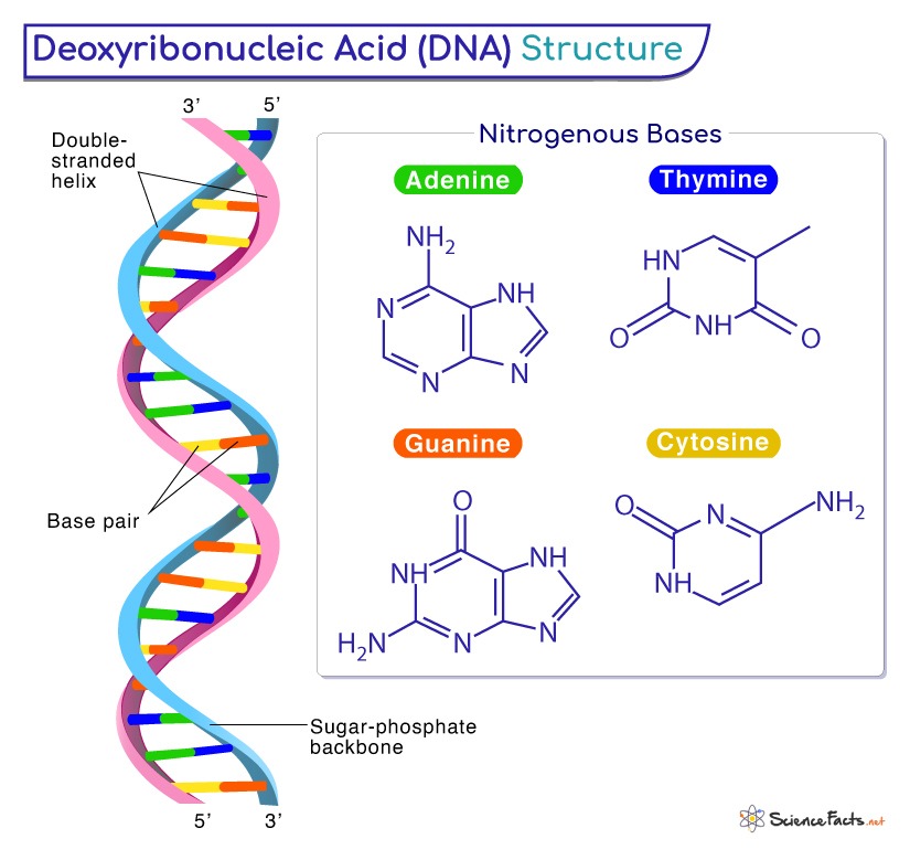 Diagram illustrating the structure of DNA, showcasing a double helix with labeled base pairs (Adenine, Thymine, Guanine, Cytosine) and a sugar-phosphate backbone. This biochemistry-themed diagram also displays individual nitrogenous bases with their chemical structures to the right"